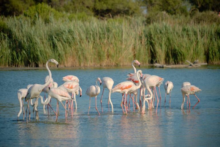 Camargue (Parc naturel régional)