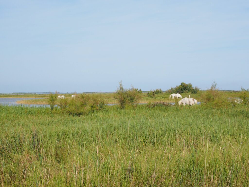 Camargue (Parc naturel régional)
