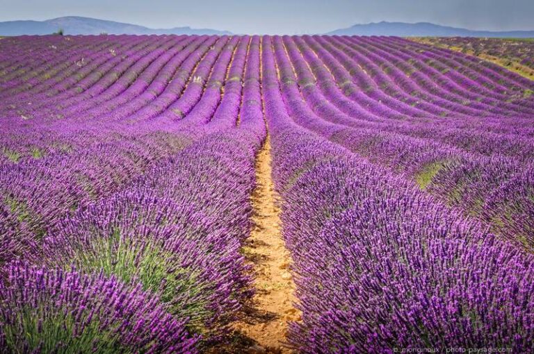 Champs de lavande de Valensole