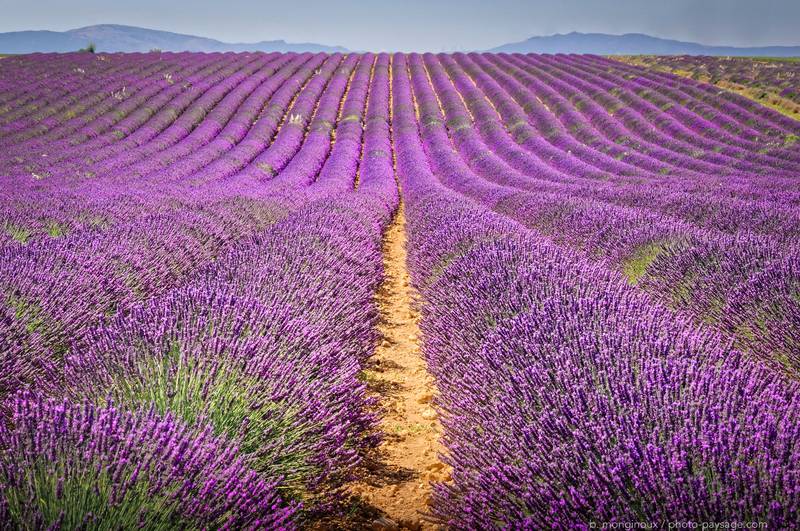 Champs de lavande de Valensole