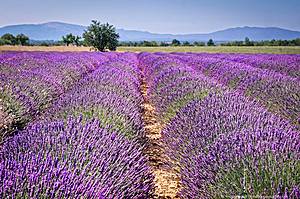 Champs de lavande de Valensole