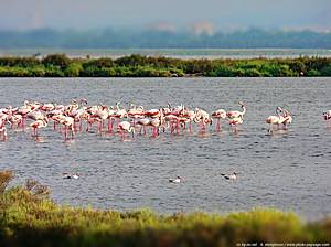 Étang du Fangassier et ses flamants roses