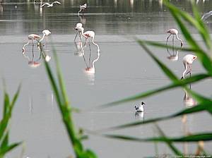 Étang du Fangassier et ses flamants roses