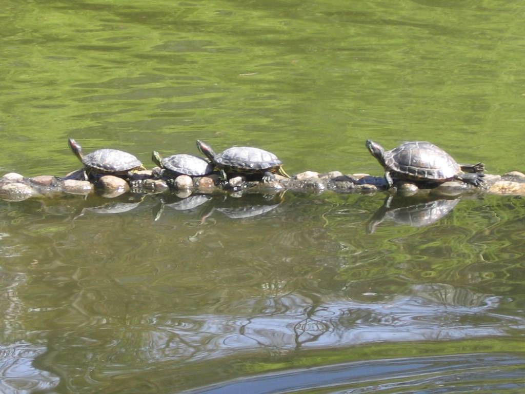 Jardin Massey (Tarbes)