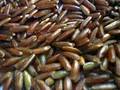 Le riz de Camargue IGP