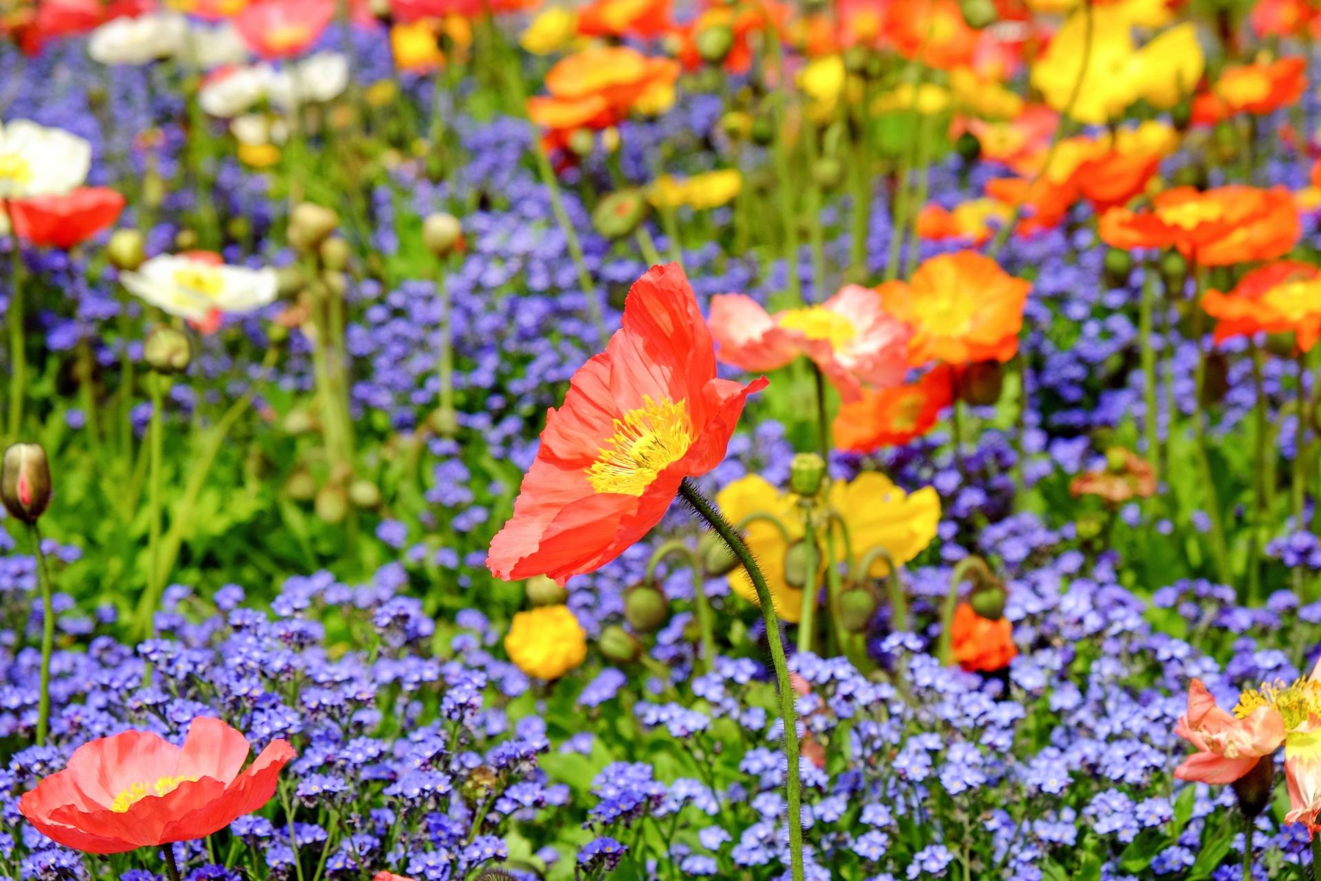 Les champs de fleurs à parfum de Grasse