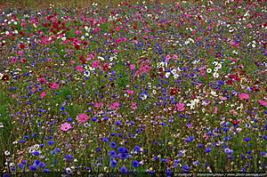 Les champs de fleurs à parfum de Grasse