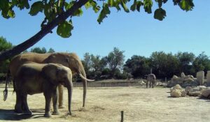 Réserve Africaine de Sigean