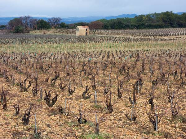 Vignobles AOC Châteauneuf-du-Pape