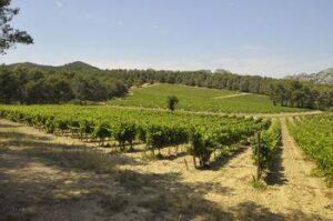 Vignobles AOC Côtes de Provence