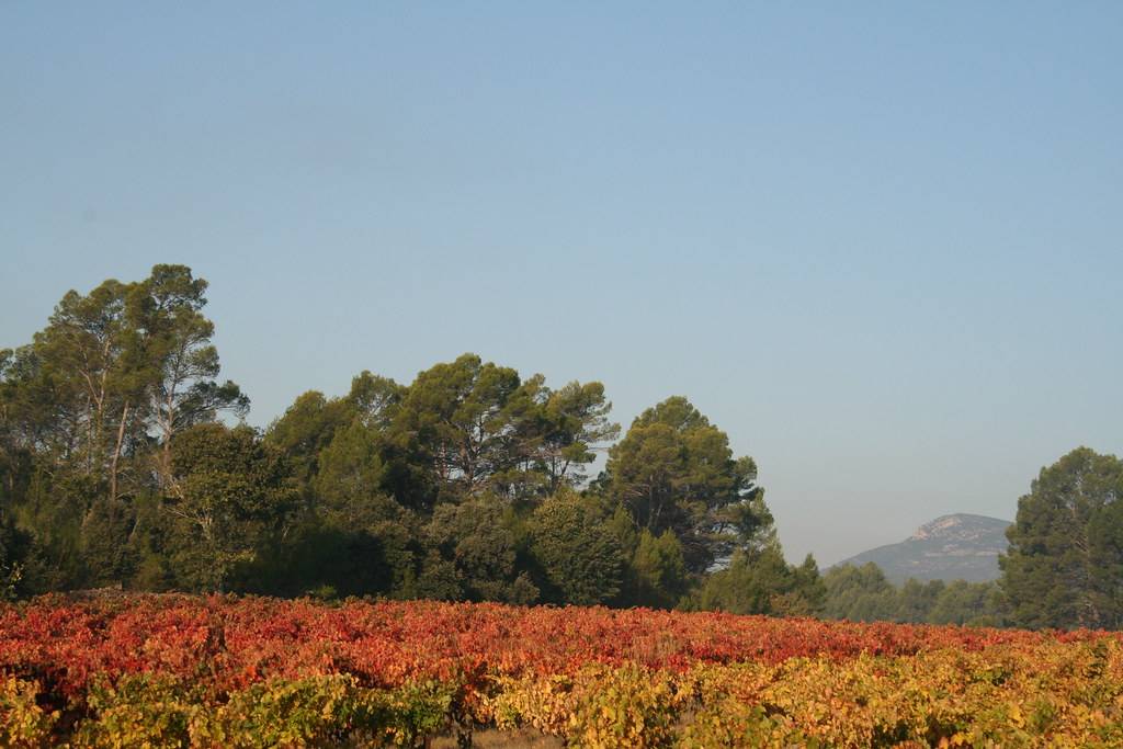Vignobles AOC Côtes de Provence