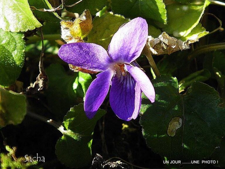 Violette de Toulouse