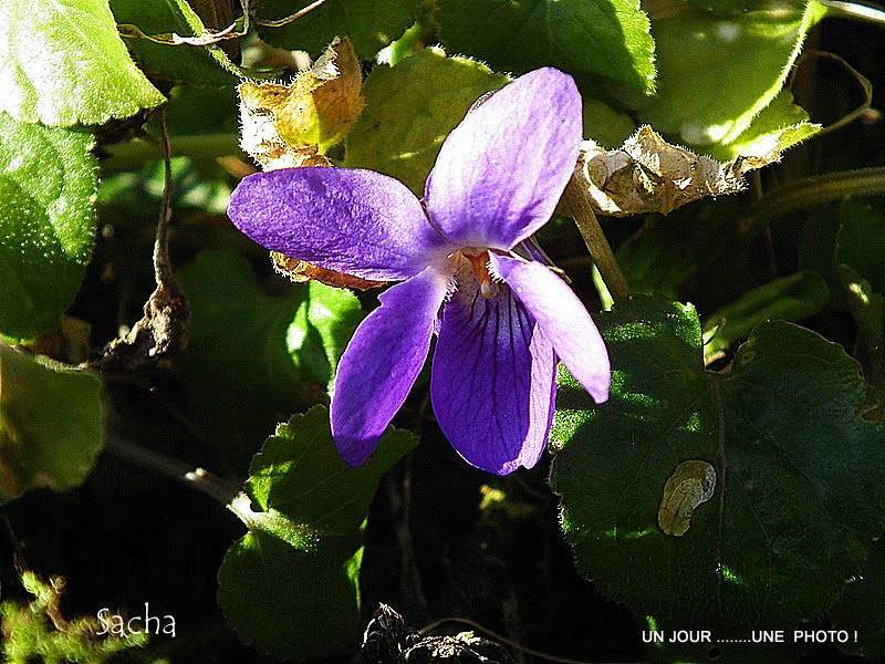 Violette de Toulouse