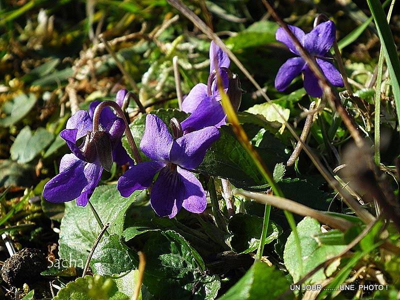 Violette de Toulouse