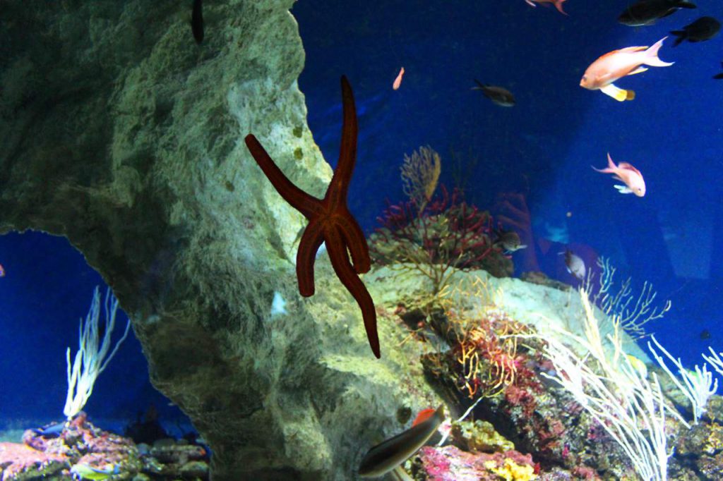 etoile-de-mer