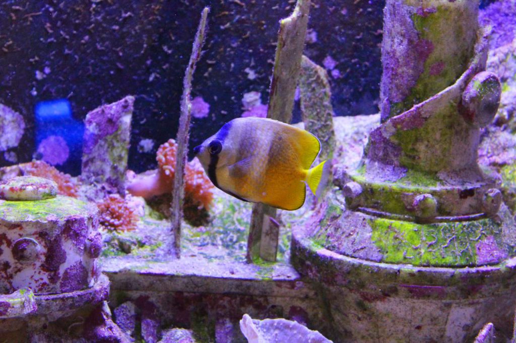 poisson-seaquarium