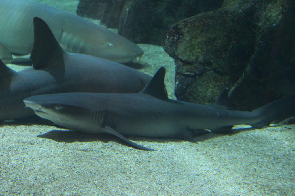 requin