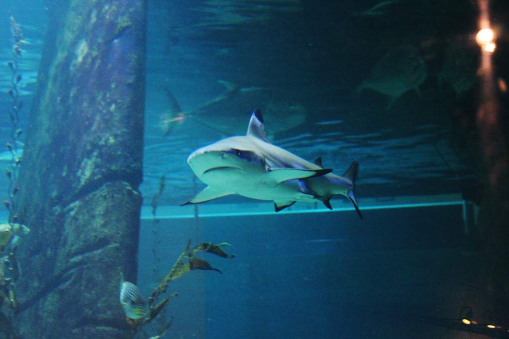 requin-seaquarium