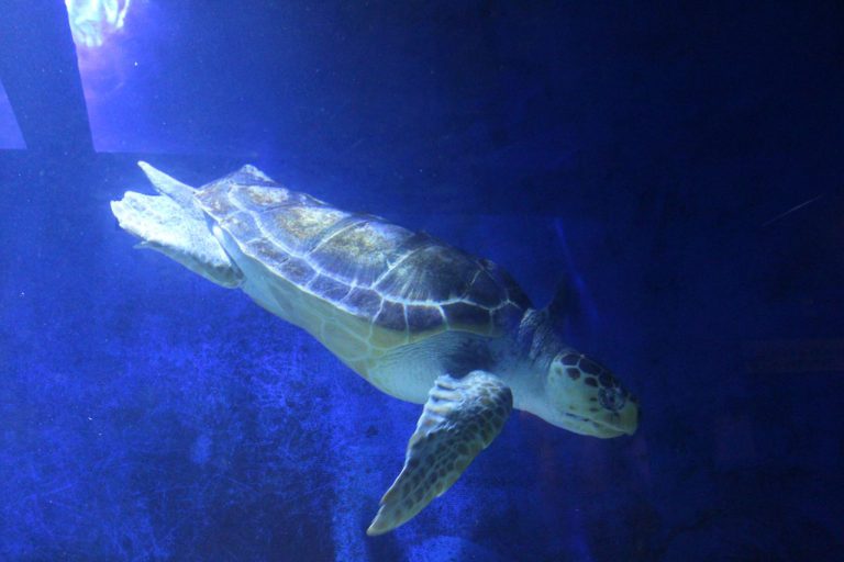tortue-marine