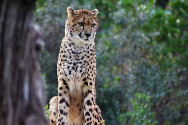 Zoo Montpellier