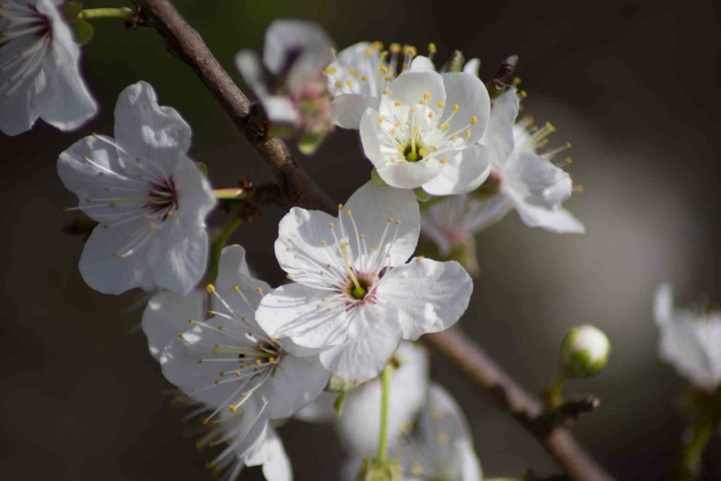 Fleurs Randonnée