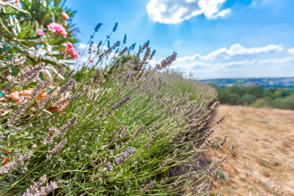 Floraison plateau Valensole