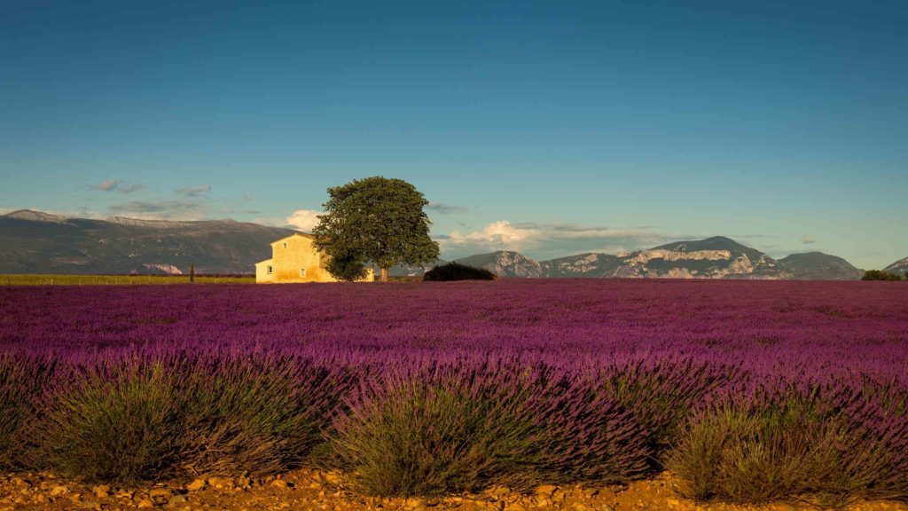 Plateau de Valensole
