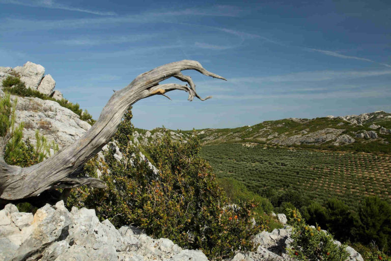 Alpilles